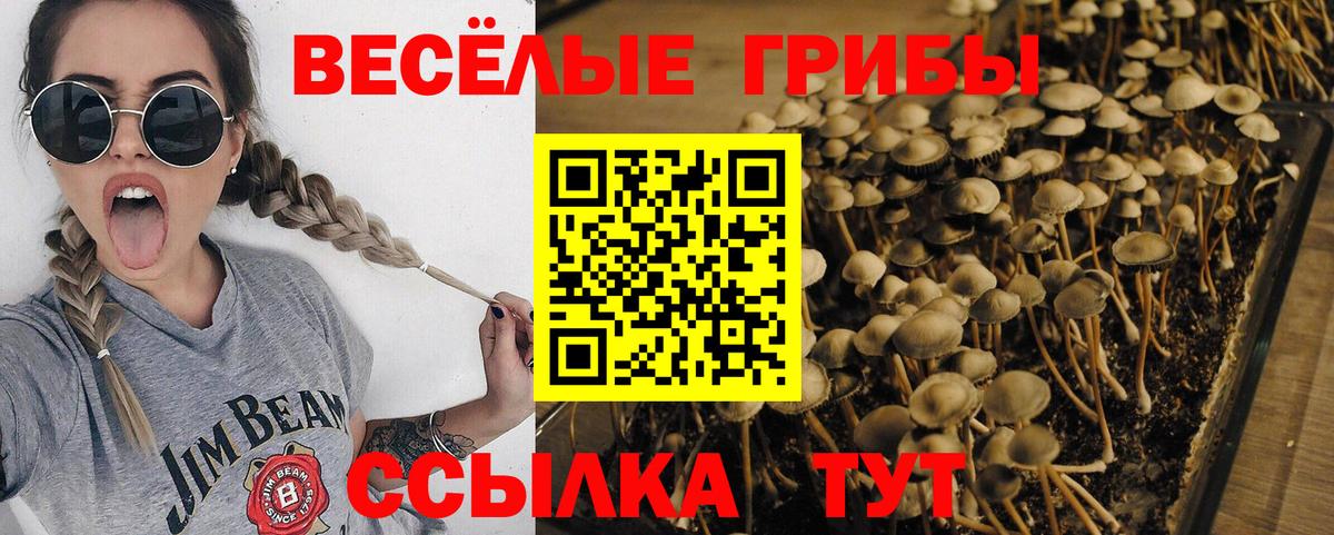 Галлюциногенные грибы GOLDEN TEACHER  Галлюциногенные грибы Magic Shrooms  Гусиноозёрск  Вход с VPN 
